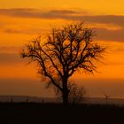 Windräder am Abend