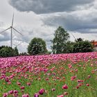 Windräder