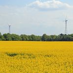 Windräder hinterm Rapsfeld