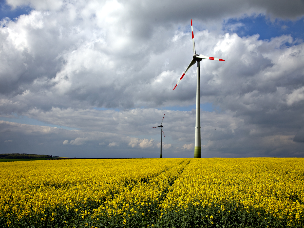 Windräder im Rapsfeld