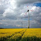 Windräder im Rapsfeld