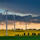 Windräder im Rapsfeld