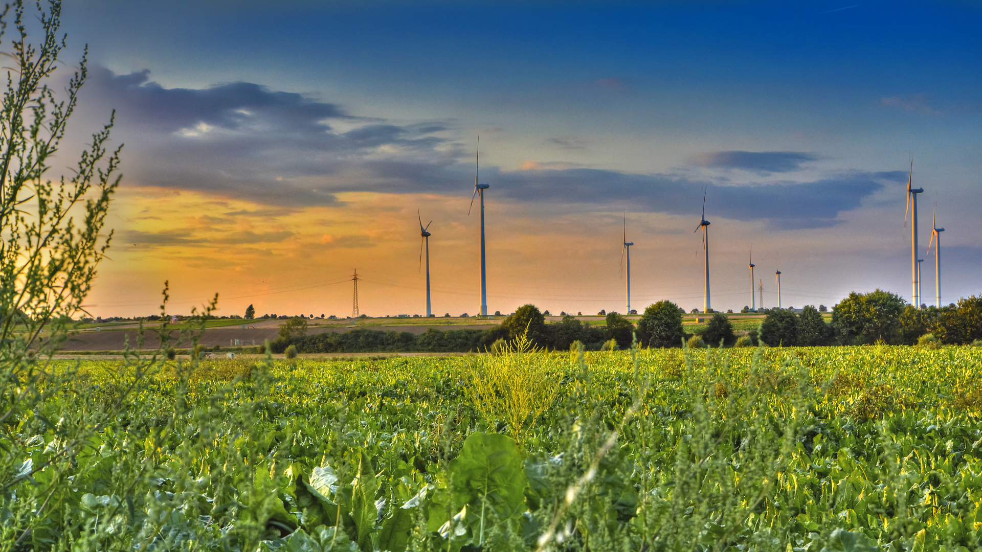 Windräder in der Abendsonne