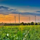 Windräder in der Abendsonne