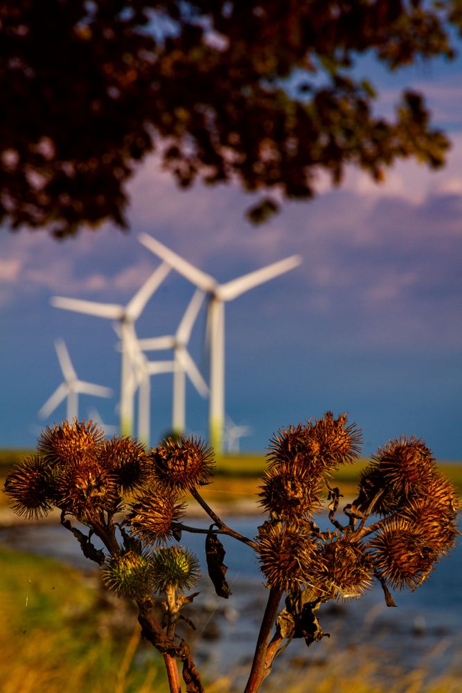 Windräder in der Natur