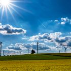 Windräder in Frühlings-Fluren