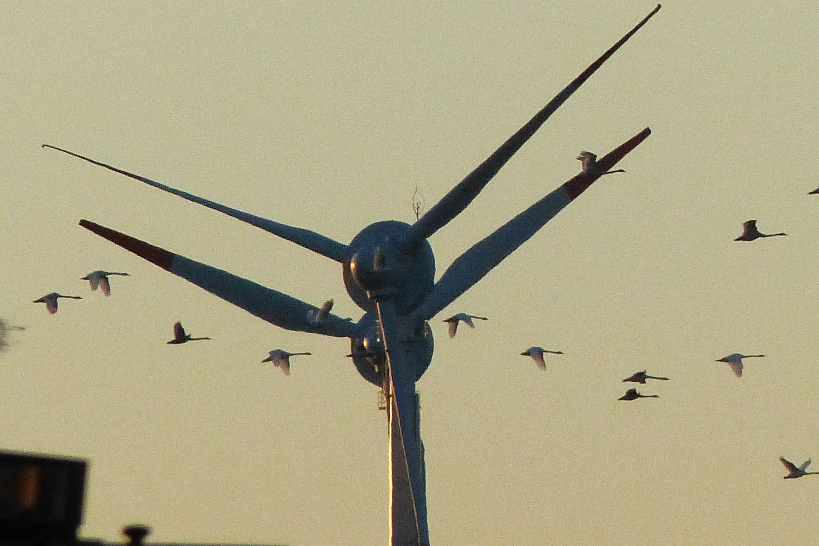 Windräder mit Schwänen