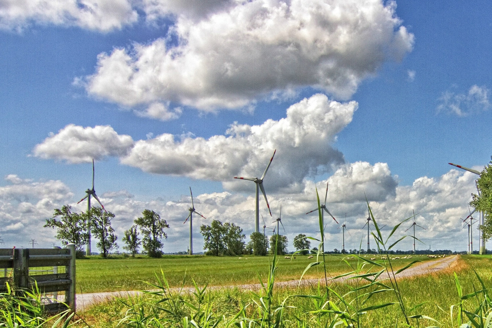 Windräder und Schafe