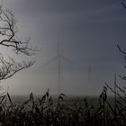 Windrand im Nebelschleier