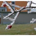 Windrichtung - Frost und Folgen