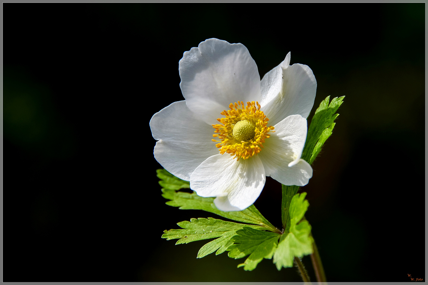 Windröschen