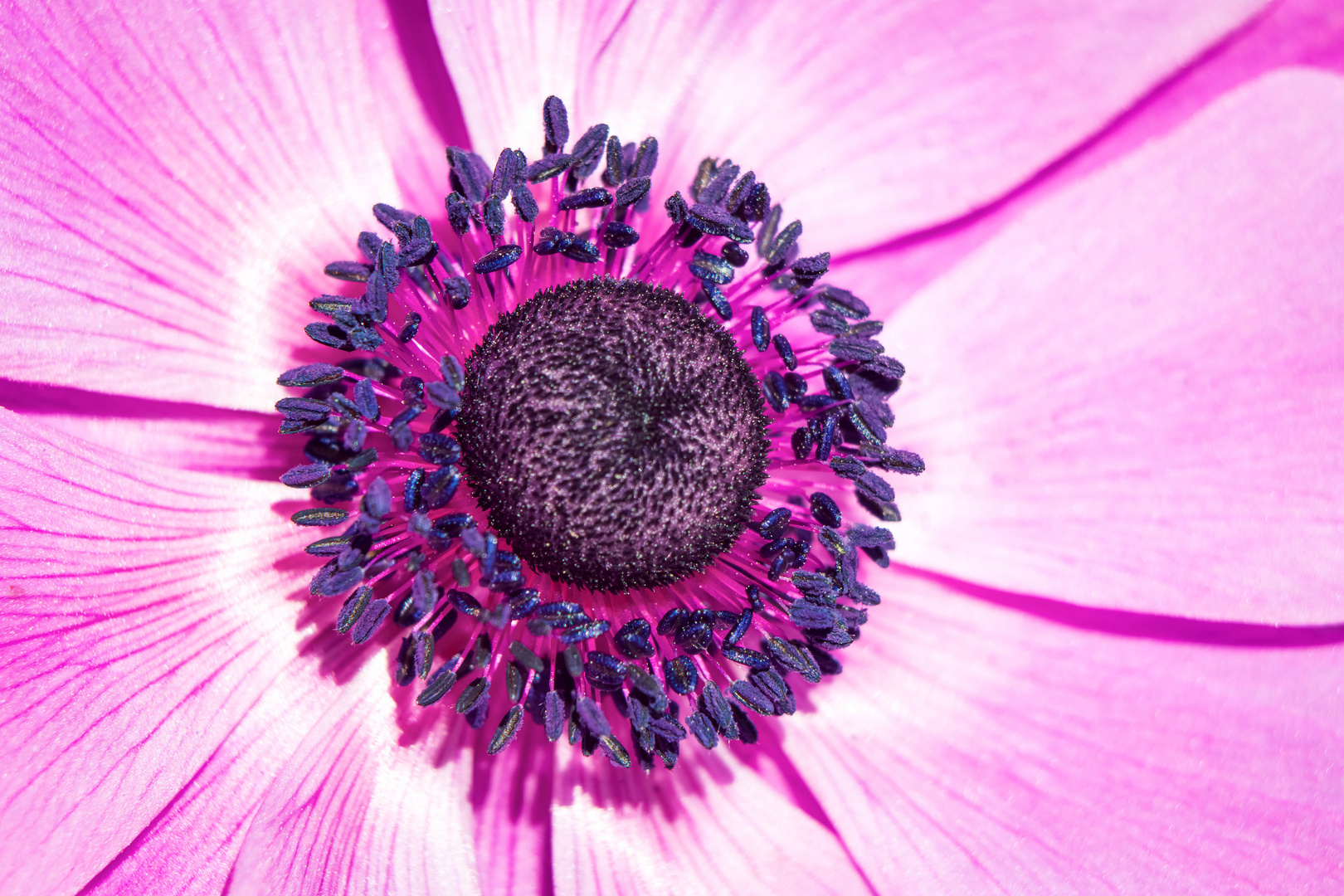 Windröschen - Anemone