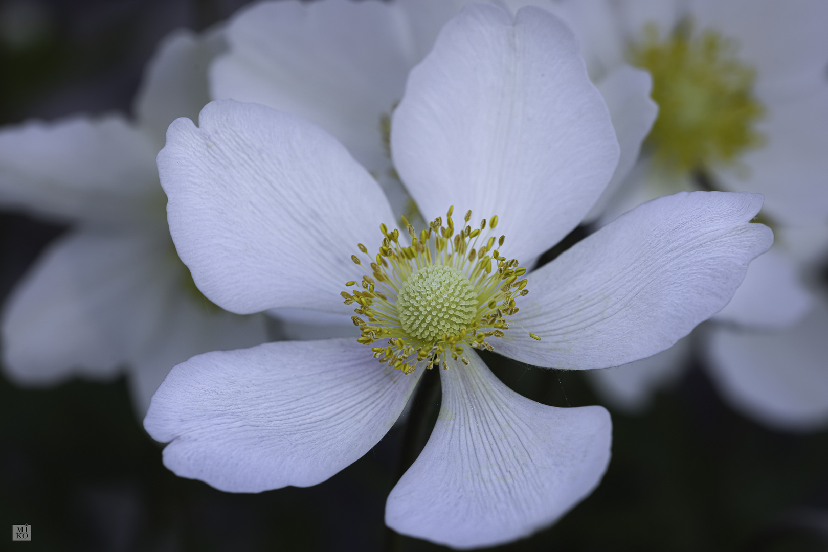 Windröschen (Anemone)