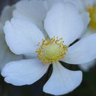 Windröschen (Anemone)