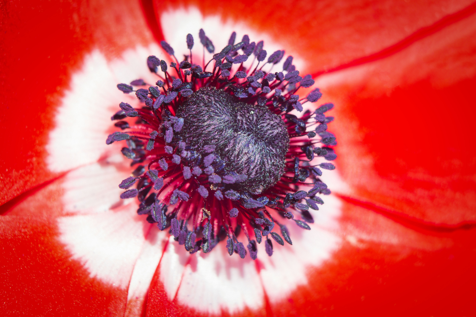 Windröschen - Anemone