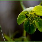 Windröschen