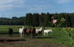 Windrosen