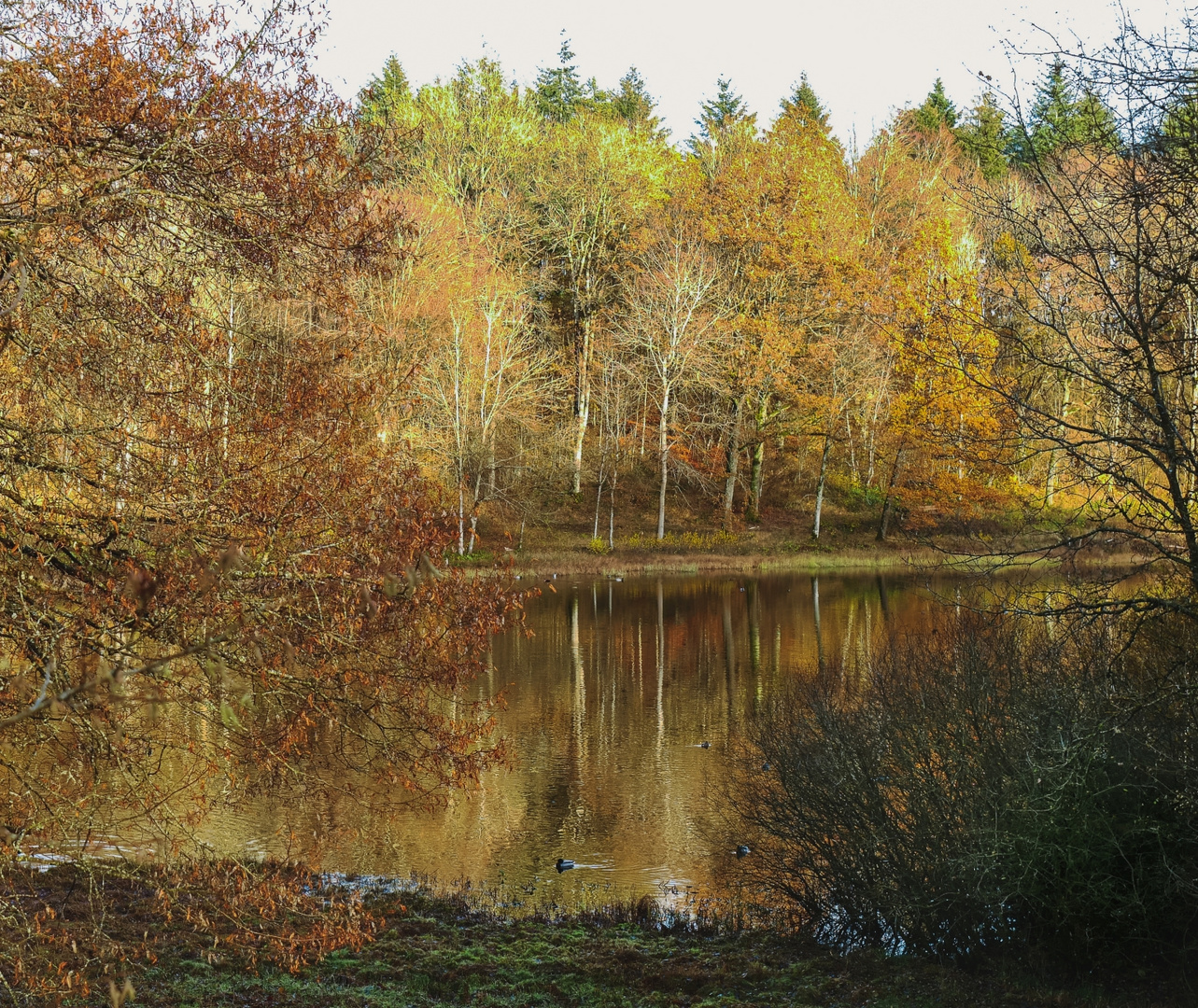 Windsborn Kratersee-Mosenberg  4