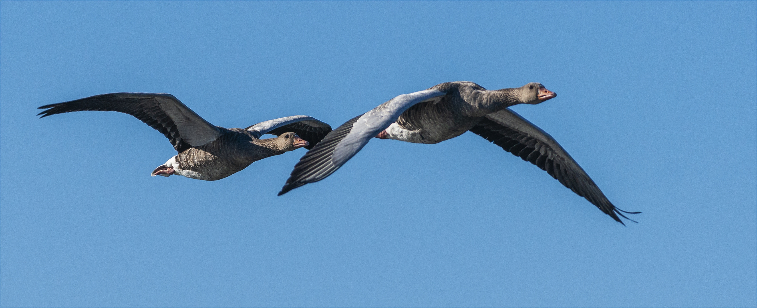 … Windschattenfliegen …