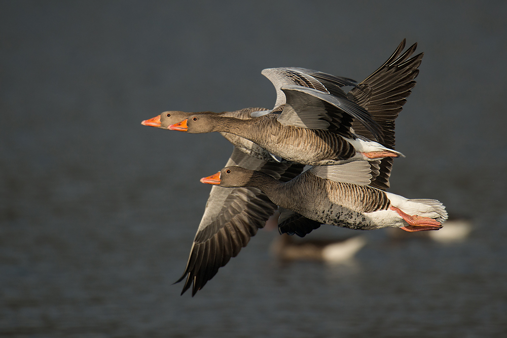 Windschattenflug