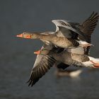 Windschattenflug