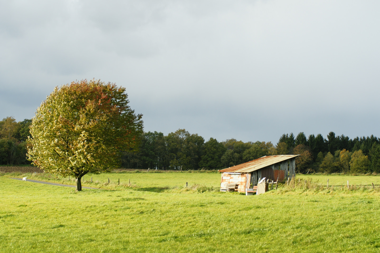 Windschief