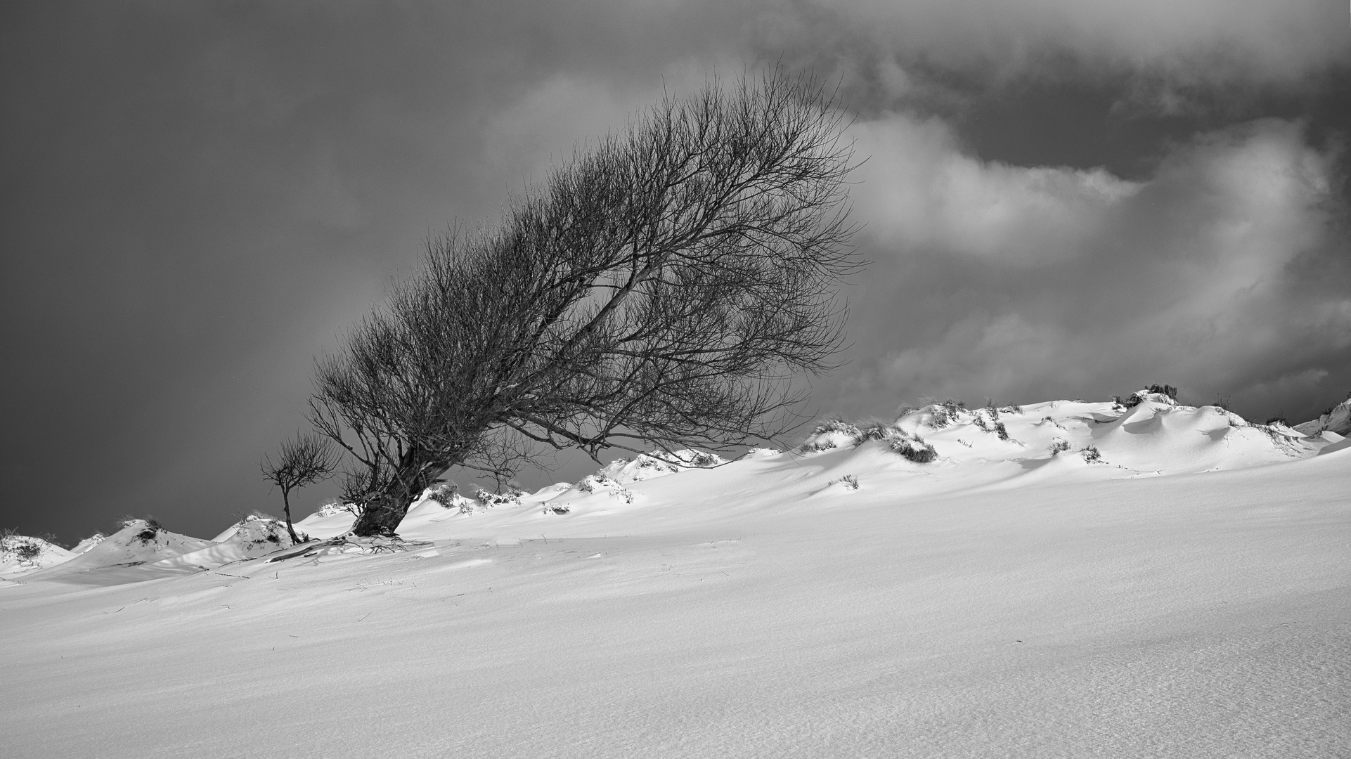 Windschief