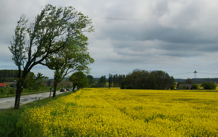 Windschief