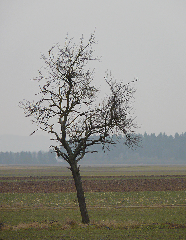 windschief