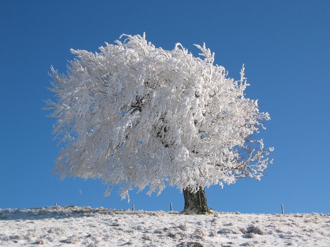 Windschief