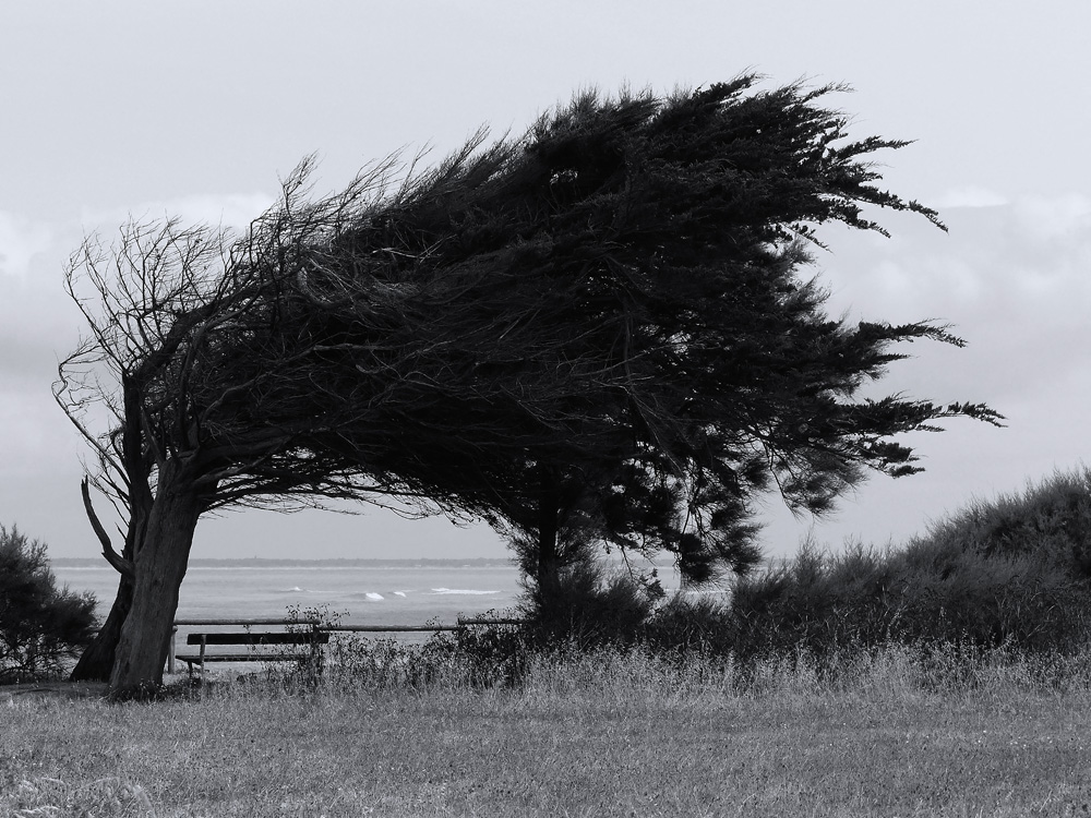 windschief