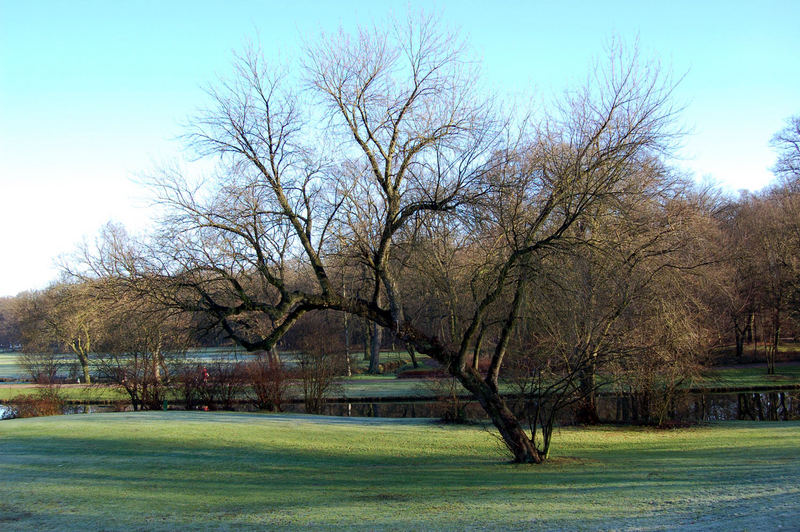 Windschief