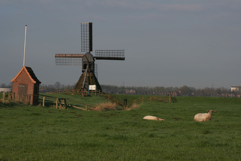 windschief (Ausgangsbild)