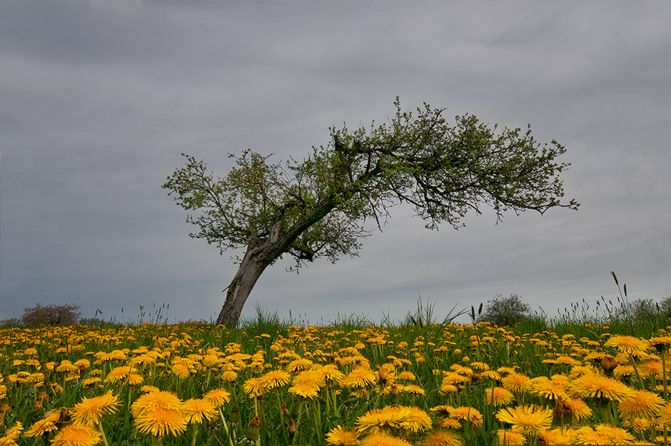 Windschief