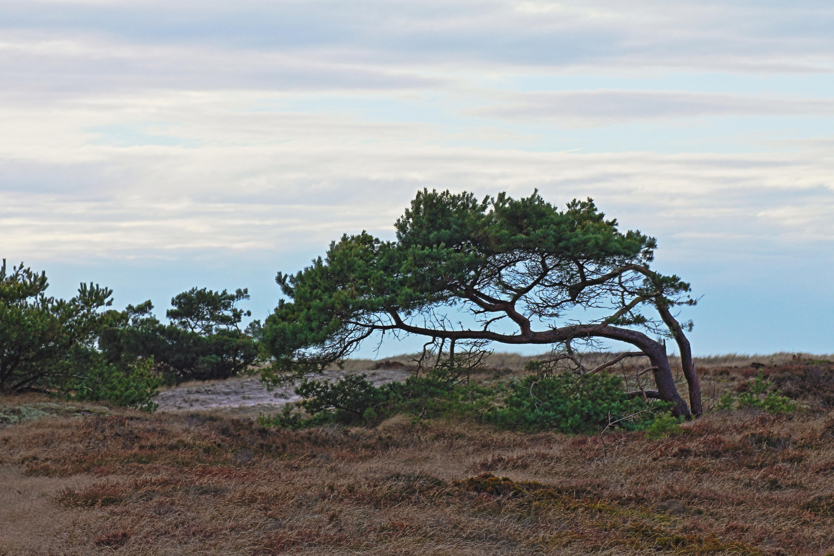 windschief