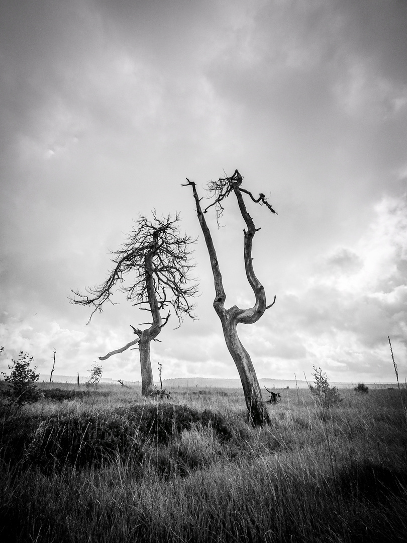 Windschief