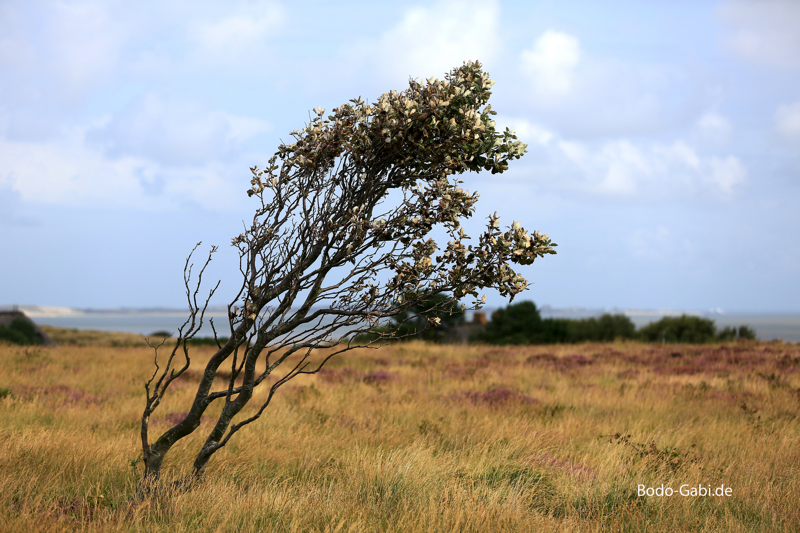 Windschief