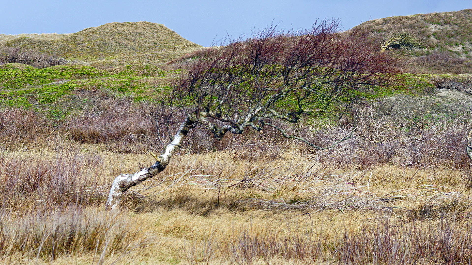 windschief