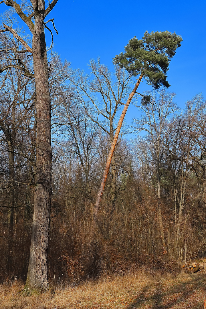 Windschief