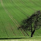 Windschief