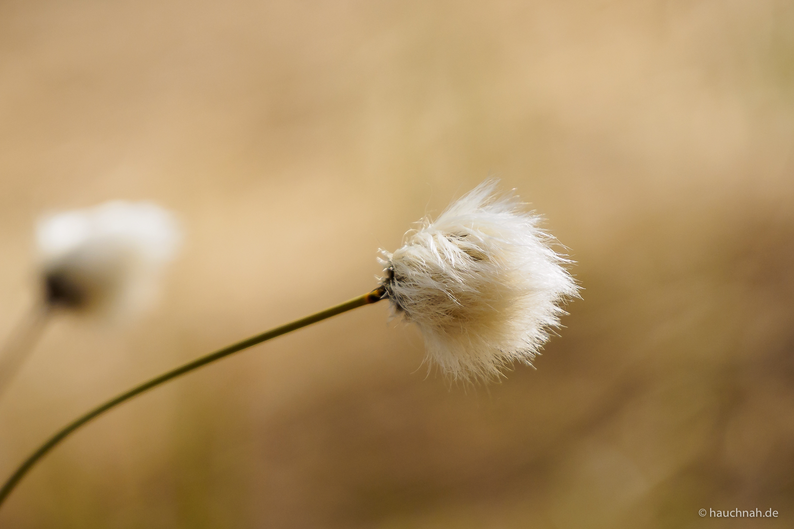 Windschief