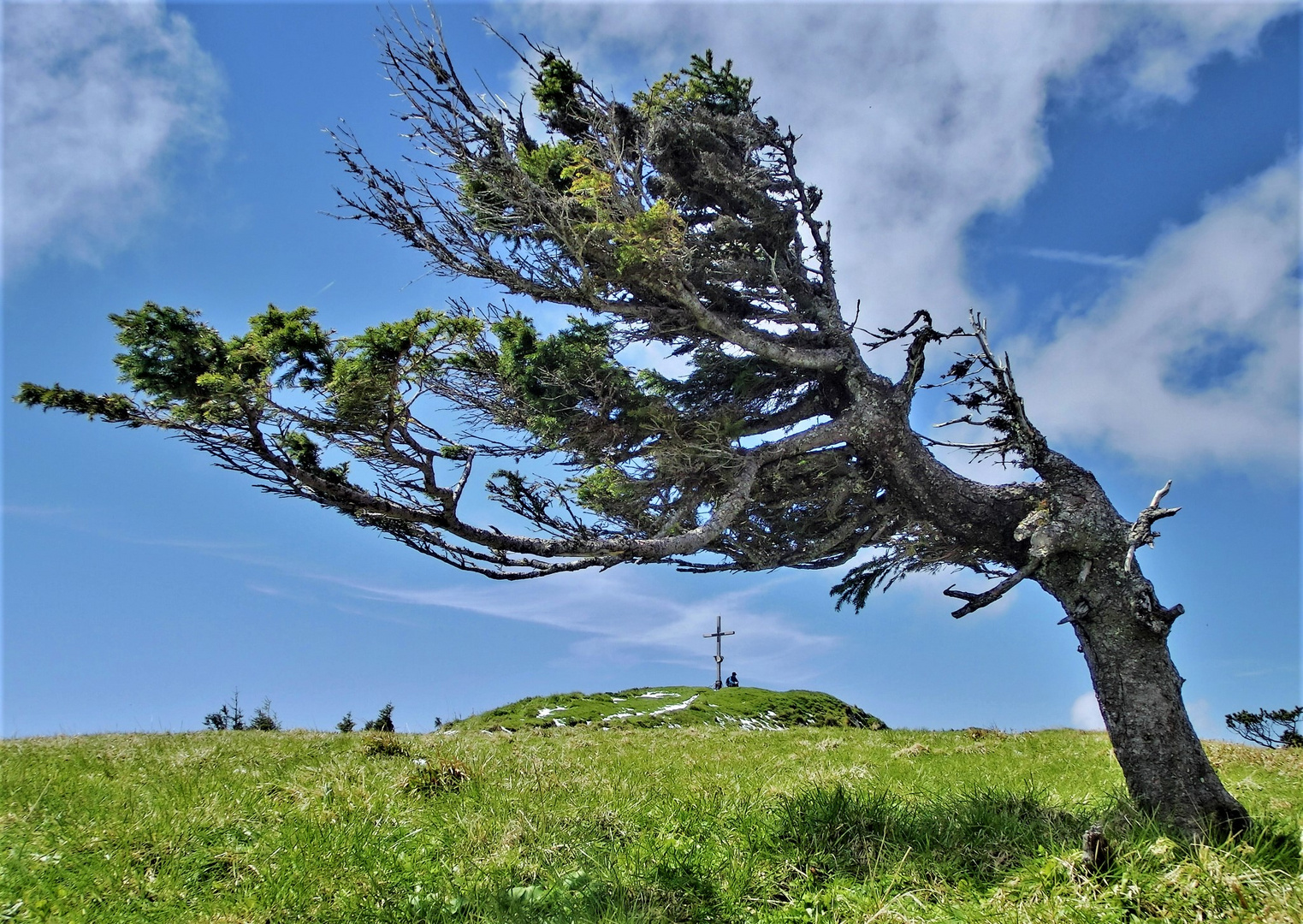 Windschief