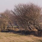 Windschief - Geest zwischen Duhnen und Sahlenburg (Farbe)