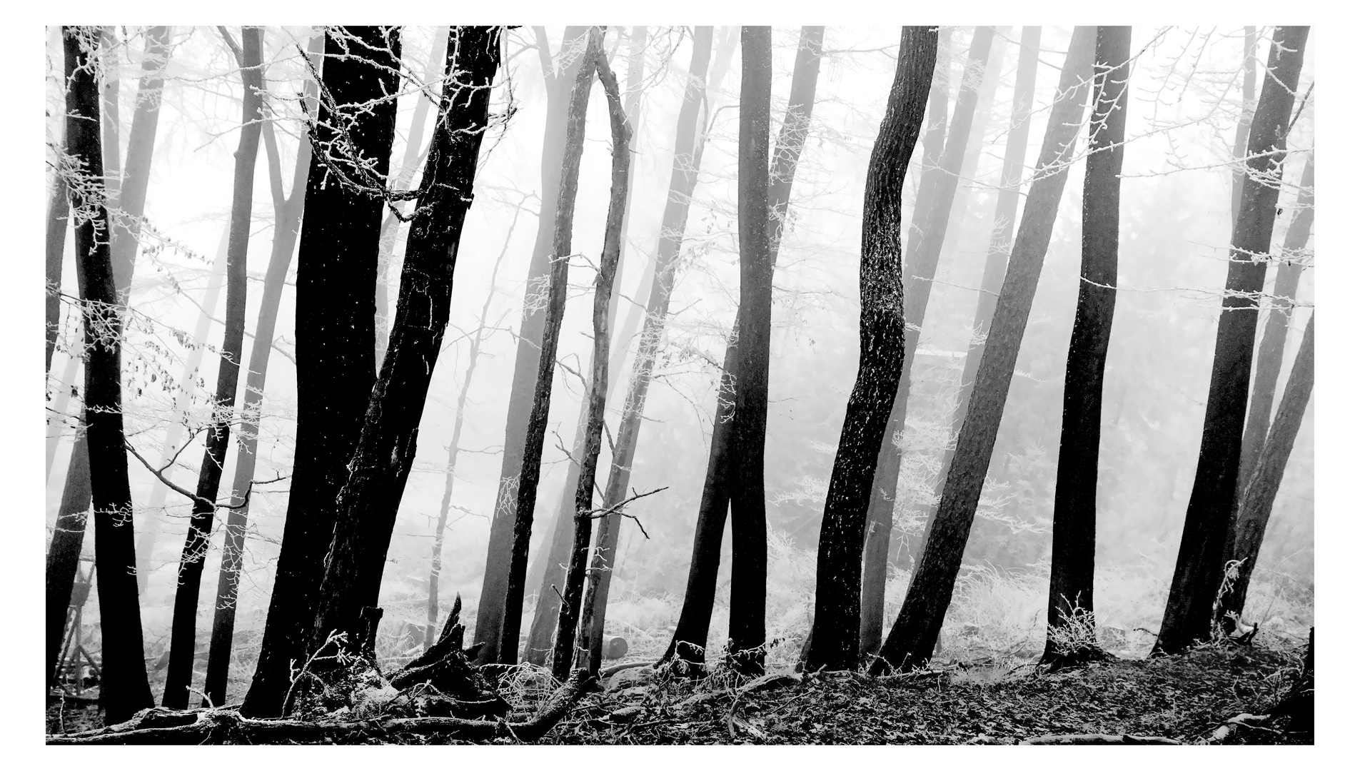 Windschief monochrom