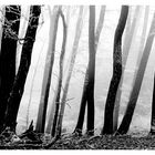 Windschief monochrom