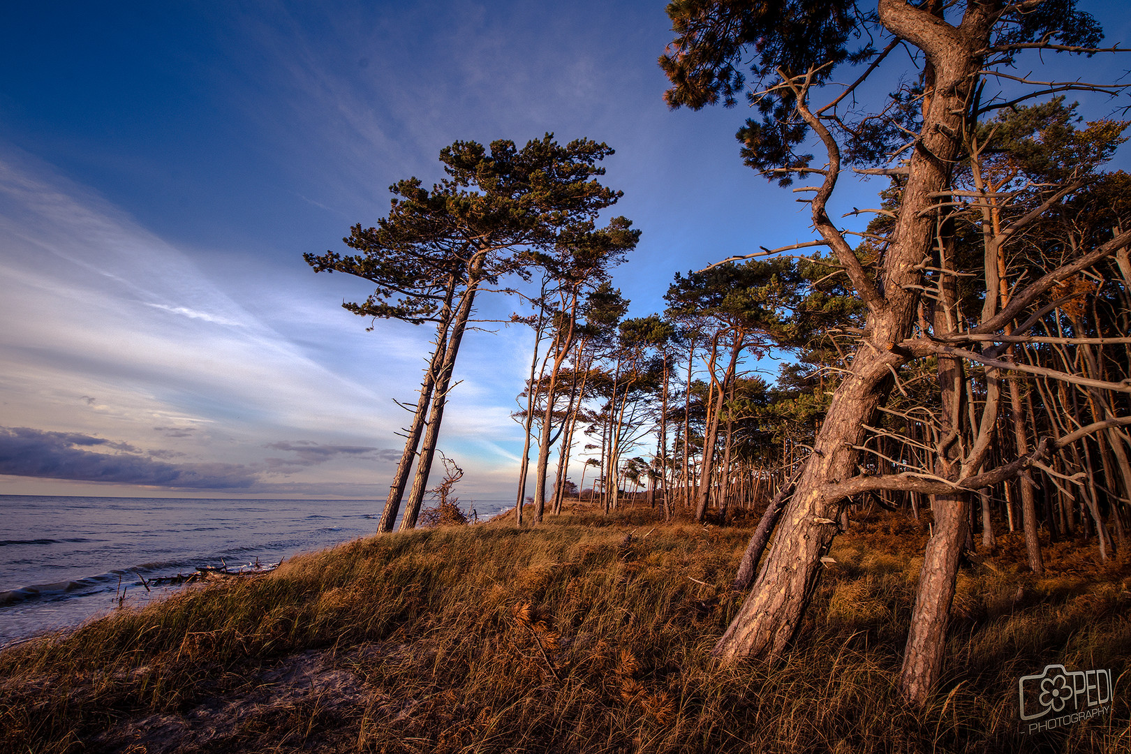 Windschiefe Kiefern Zingst