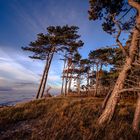 Windschiefe Kiefern Zingst