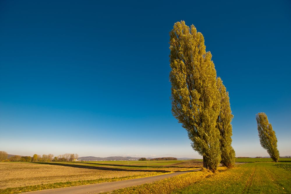 Windschiefe Pappeln - Windflüchter