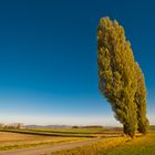 Windschiefe Pappeln - Windflüchter