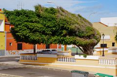 Windschiefer Baum ... oder so